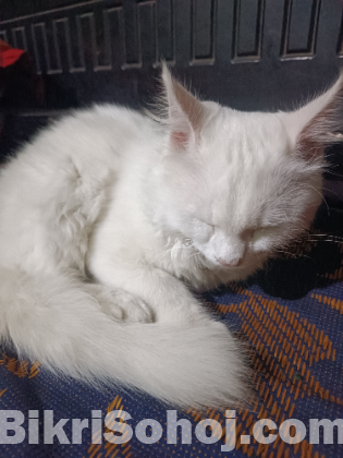 পারসিয়ান বিড়াল